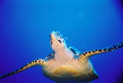 Cozumel, Columbia deep. This tutrtle swam right up to me ... by John C Jeppson 
